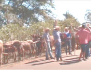 encontro de carros de bois em monte belo mg